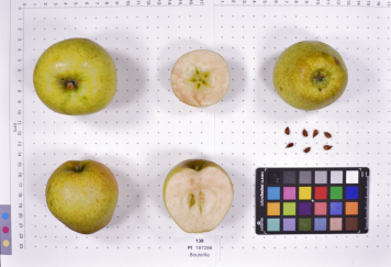 Click for 4 image(s) for this accession. FRUIT